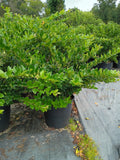 15 GALLON LIGUSTRUM - WAXLEAF