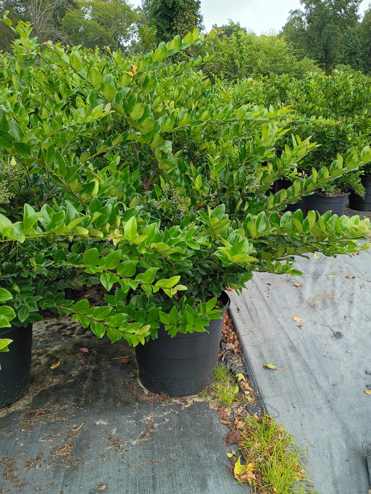 15 GALLON LIGUSTRUM - WAXLEAF