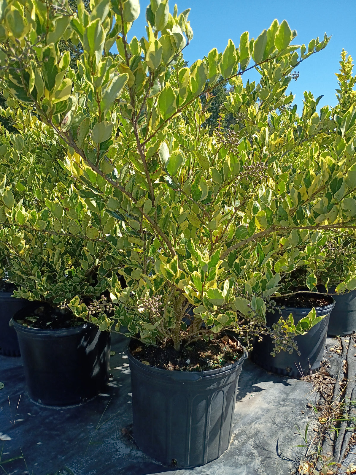 7 GALLON LIGUSTRUM - JACK FROST