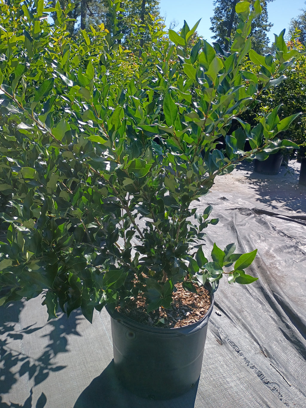 7 GALLON LIGUSTRUM - RECURVE