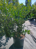 7 GALLON LIGUSTRUM - RECURVE