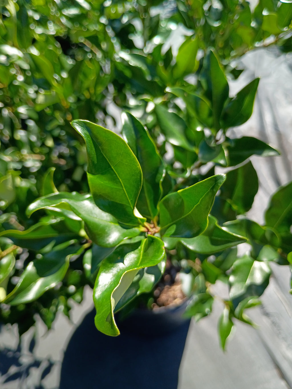 7 GALLON LIGUSTRUM - RECURVE