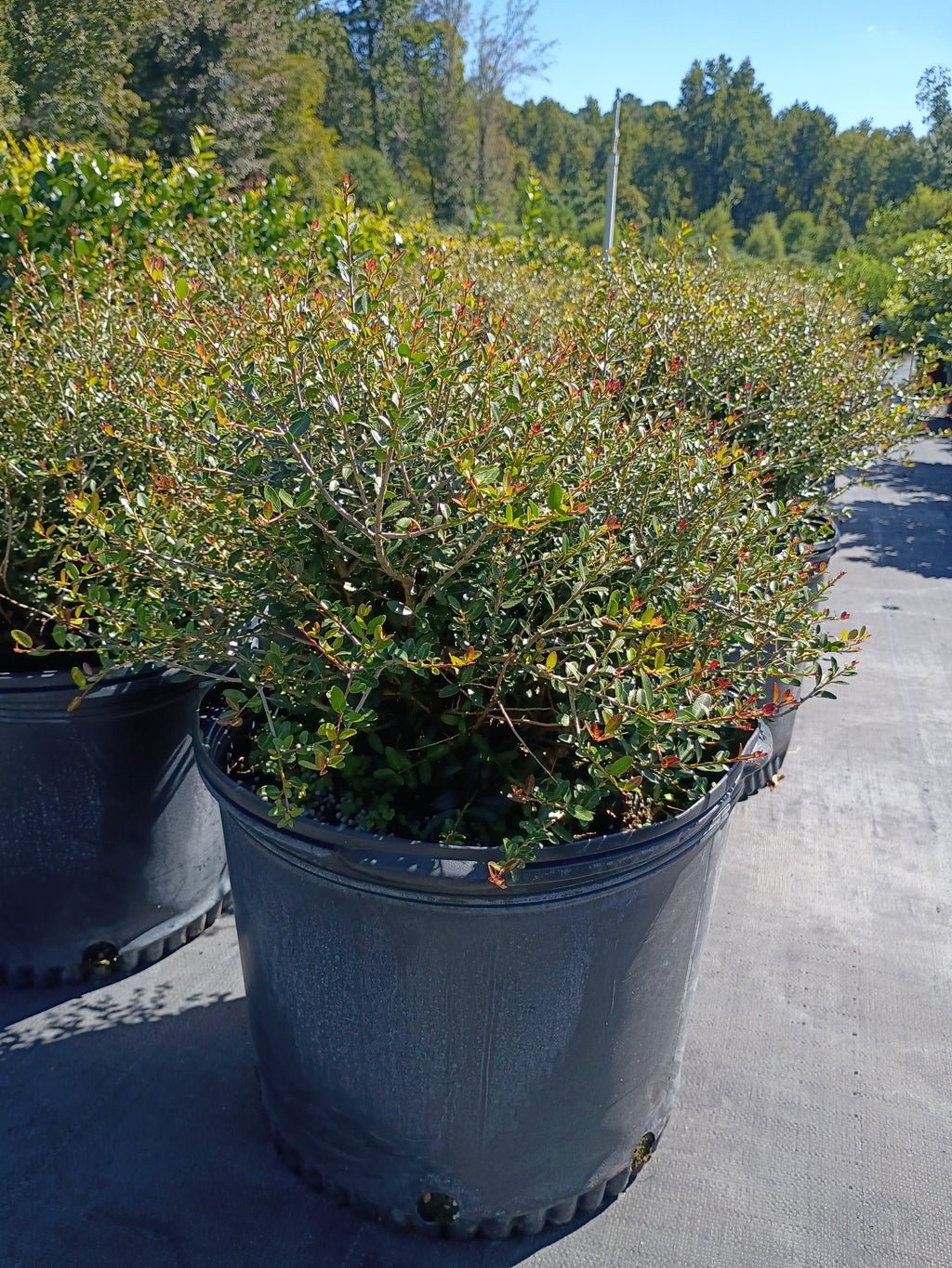 7 GALLON HOLLY - DWARF YAUPON (SCHILLINGS)