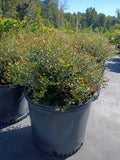 7 GALLON HOLLY - DWARF YAUPON (SCHILLINGS)