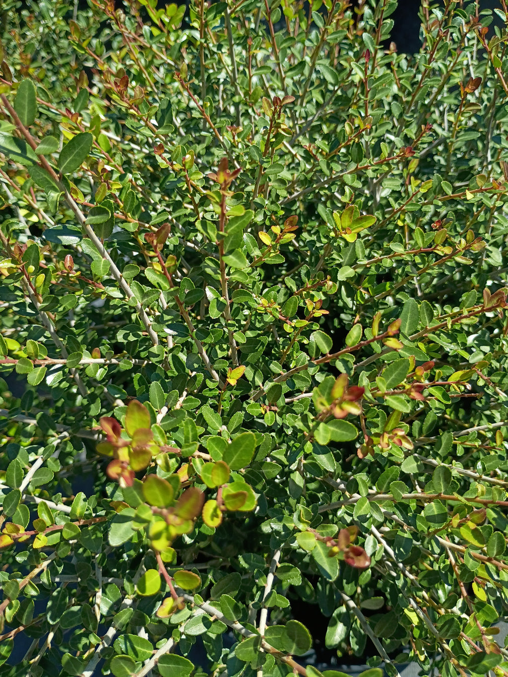 7 GALLON HOLLY - DWARF YAUPON (SCHILLINGS)