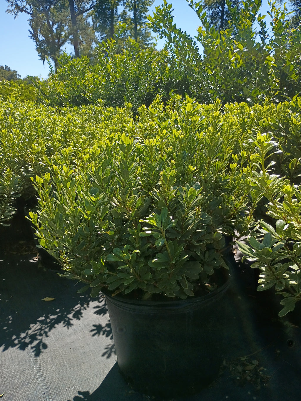 7 GALLON PITTOSPORUM TOBIRA - VARIEGATED