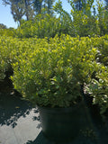 7 GALLON PITTOSPORUM TOBIRA - VARIEGATED