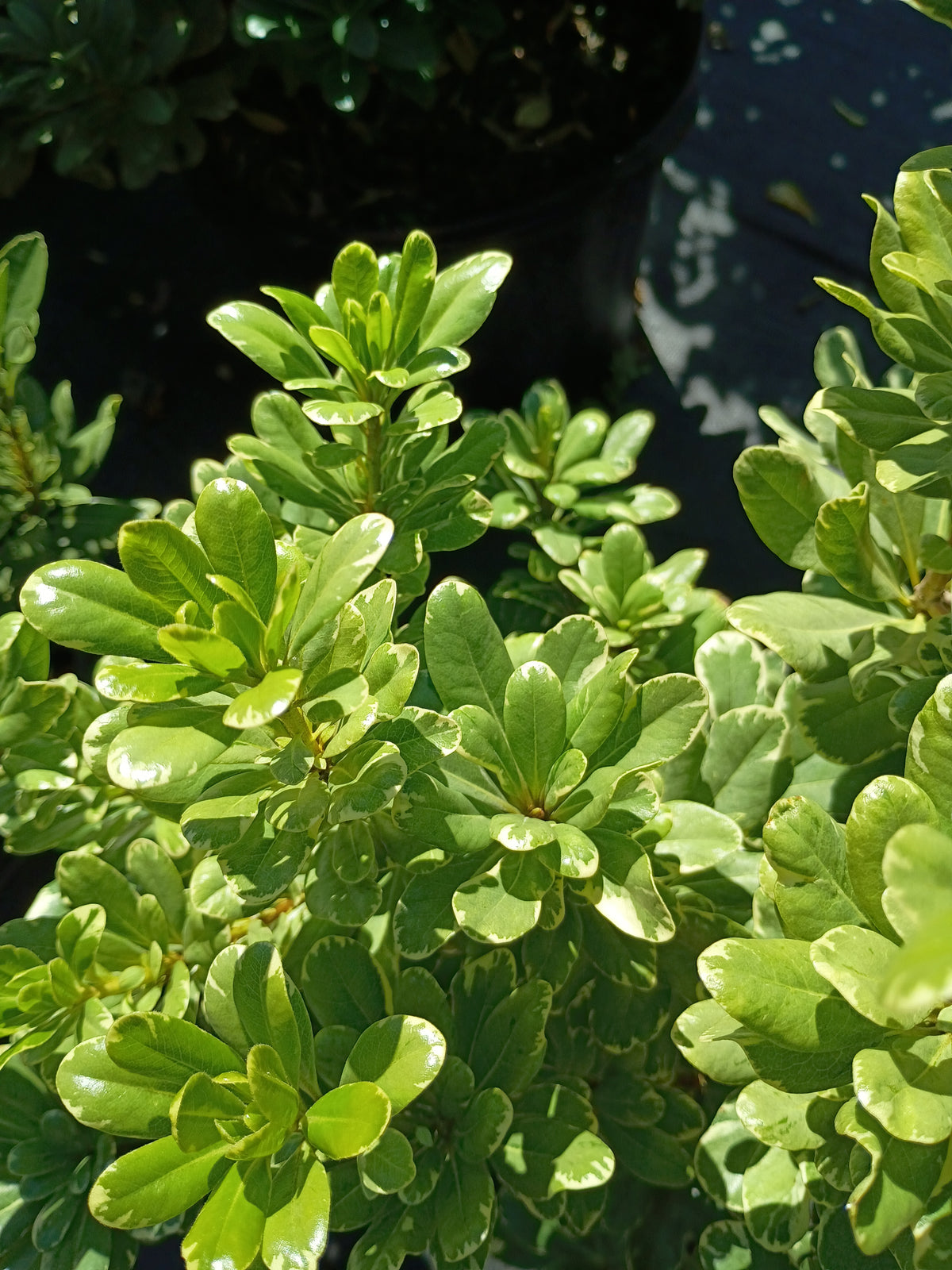 7 GALLON PITTOSPORUM TOBIRA - VARIEGATED