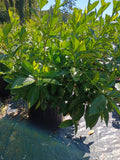 7 GALLON GARDENIA - MYSTERY
