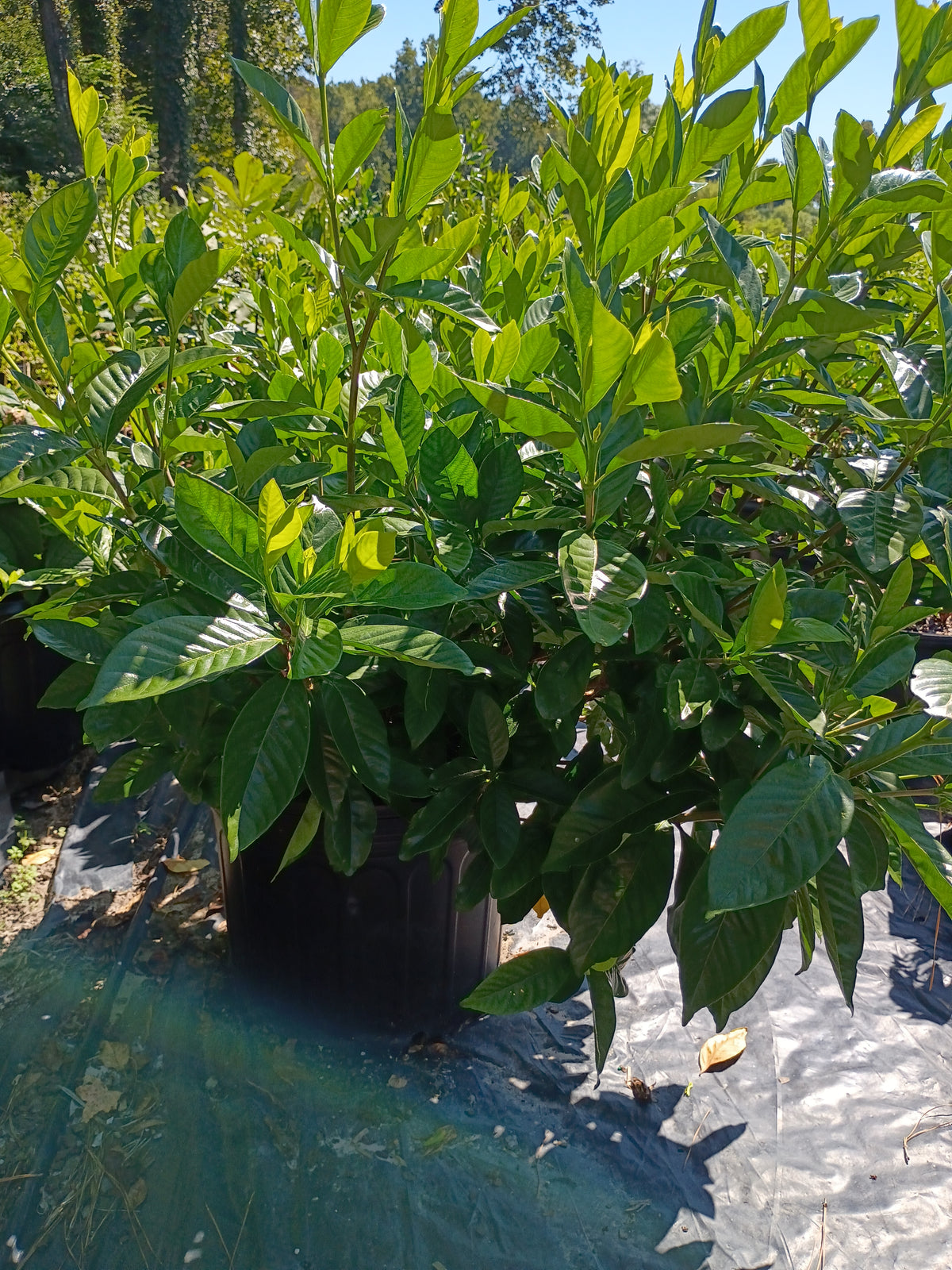 7 GALLON GARDENIA - MYSTERY