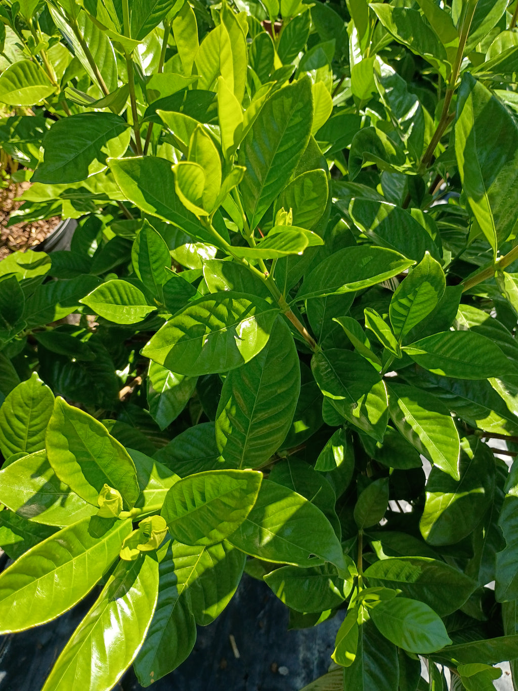 7 GALLON GARDENIA - MYSTERY