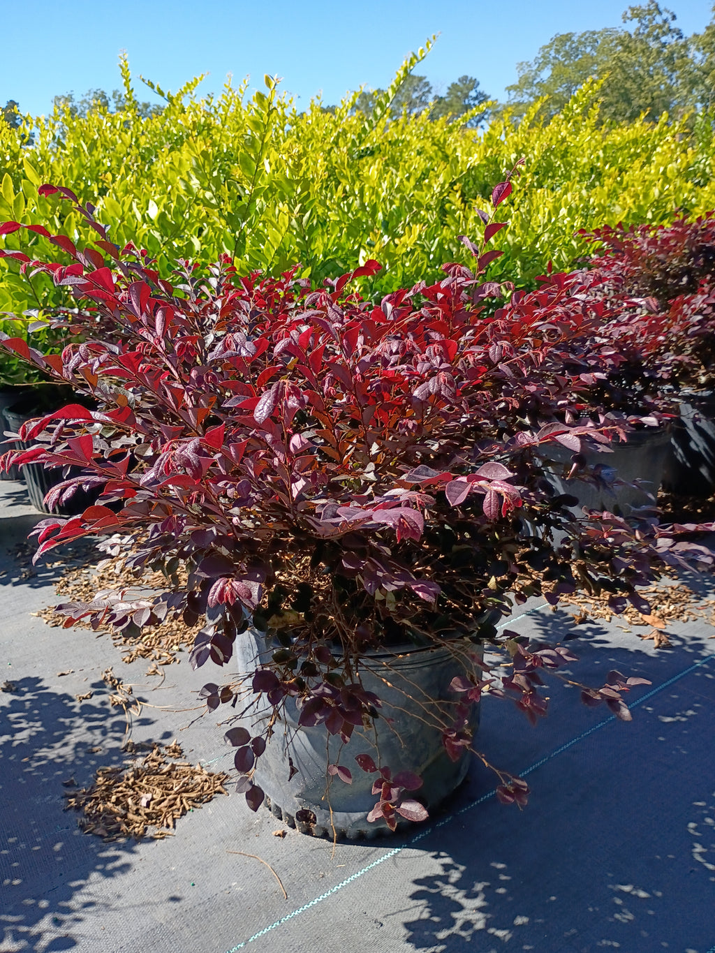 7 GALLON LOROPETALUM - CRIMSON FIRE