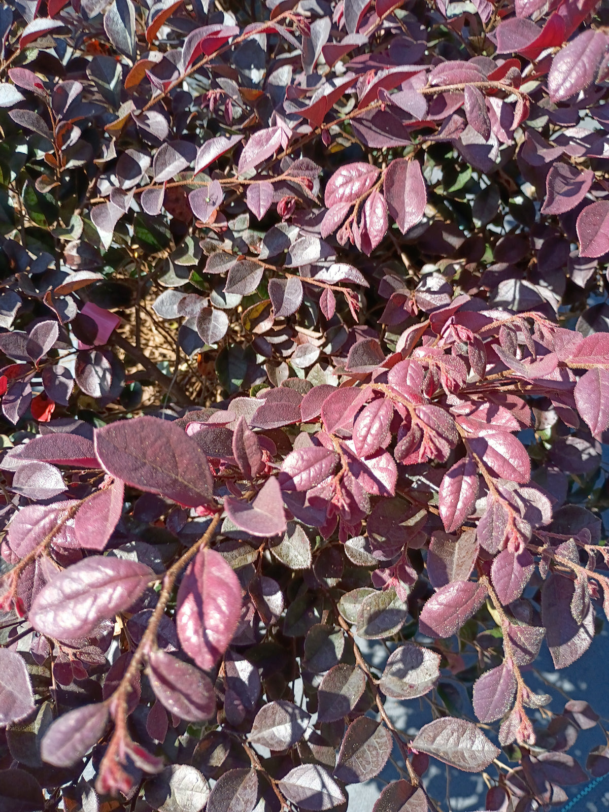 7 GALLON LOROPETALUM - CRIMSON FIRE