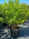 7 GALLON ILLICIUM PARVIFLORUM (ANISE)