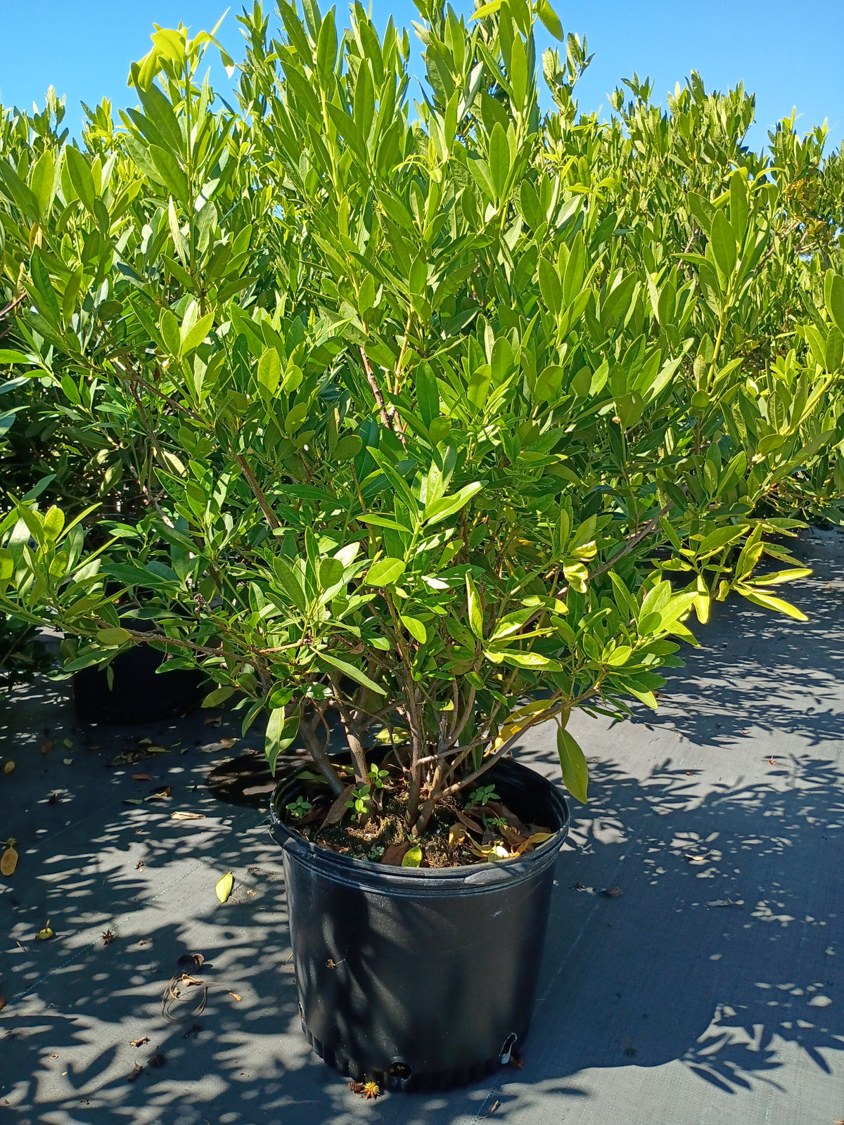 7 GALLON ILLICIUM PARVIFLORUM (ANISE)