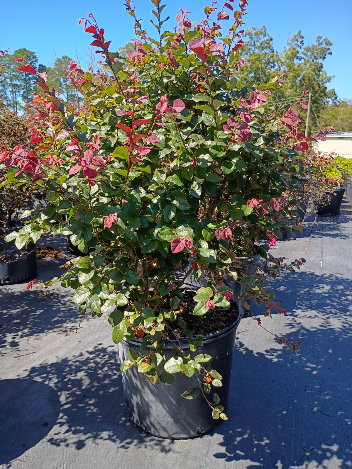7 GALLON LOROPETALUM - RUBY