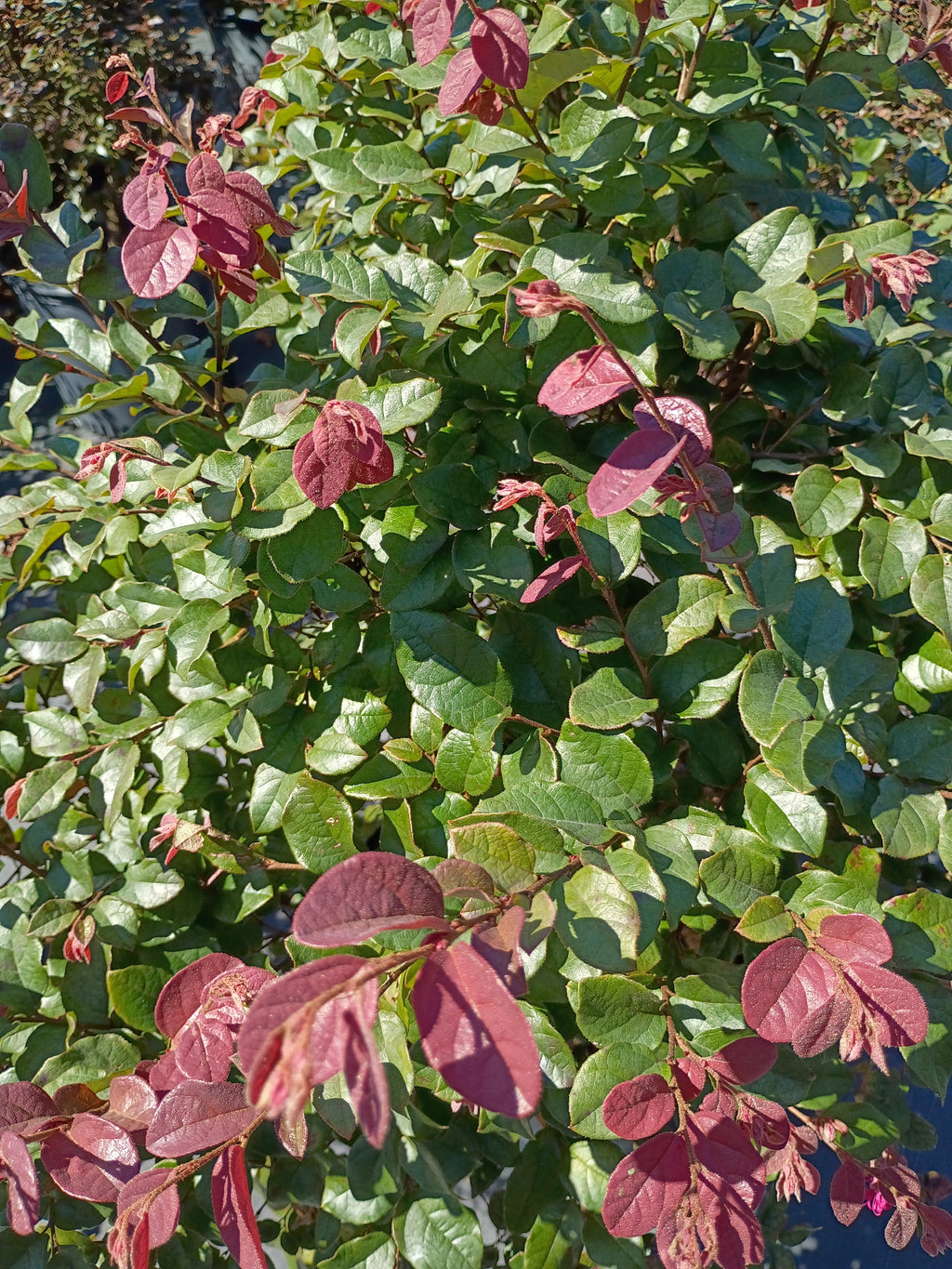 7 GALLON LOROPETALUM - RUBY