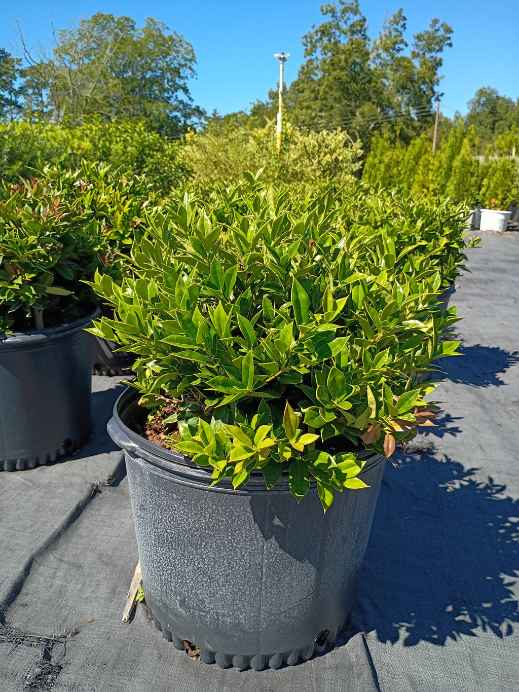 7 GALLON HOLLY - CARISSA