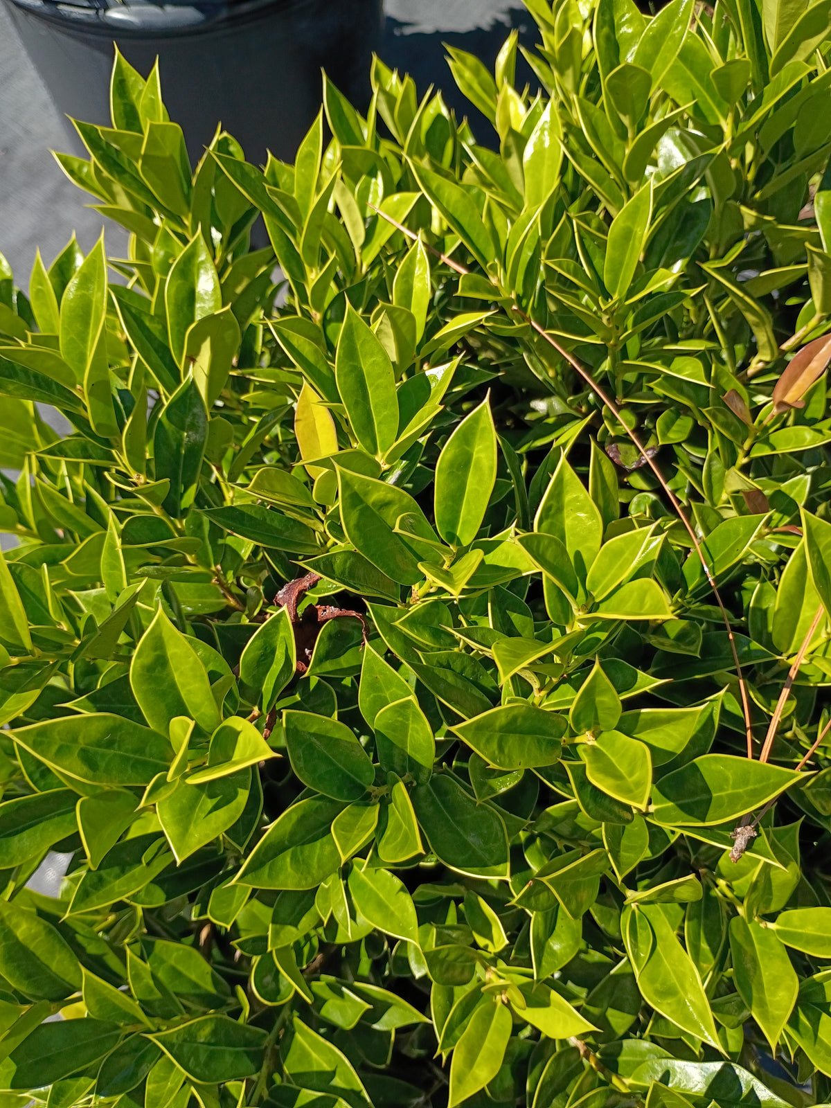 7 GALLON HOLLY - CARISSA