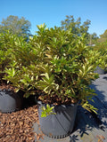 7 GALLON AZALEA - G.G. GERBING