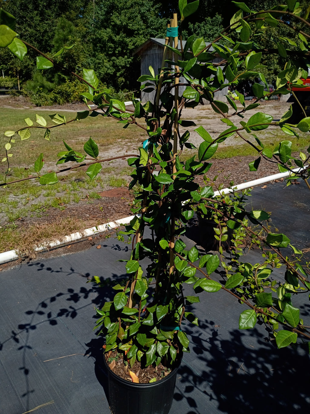 3 GALLON JASMINE - CONFEDERATE
