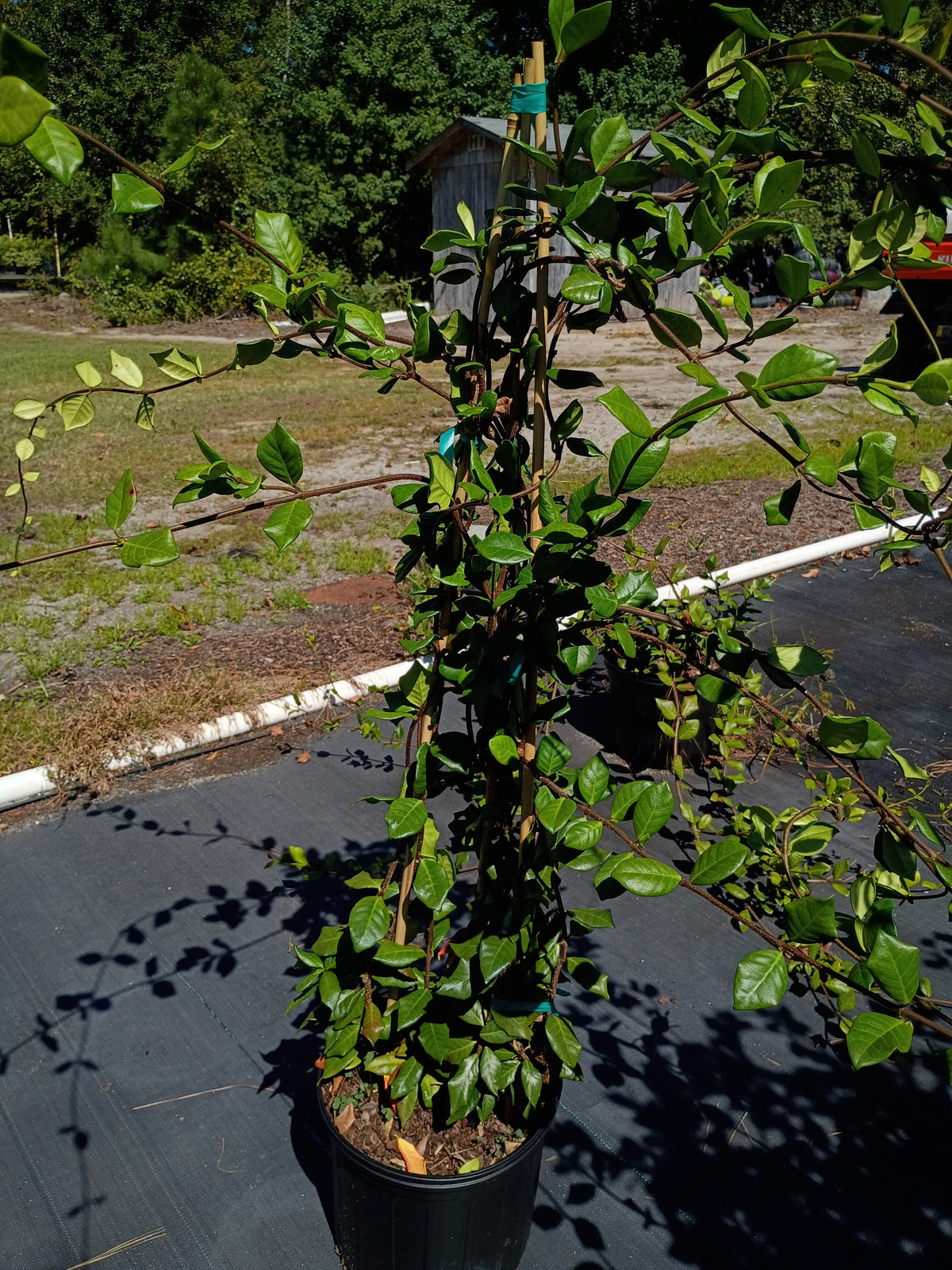 3 GALLON JASMINE - CONFEDERATE
