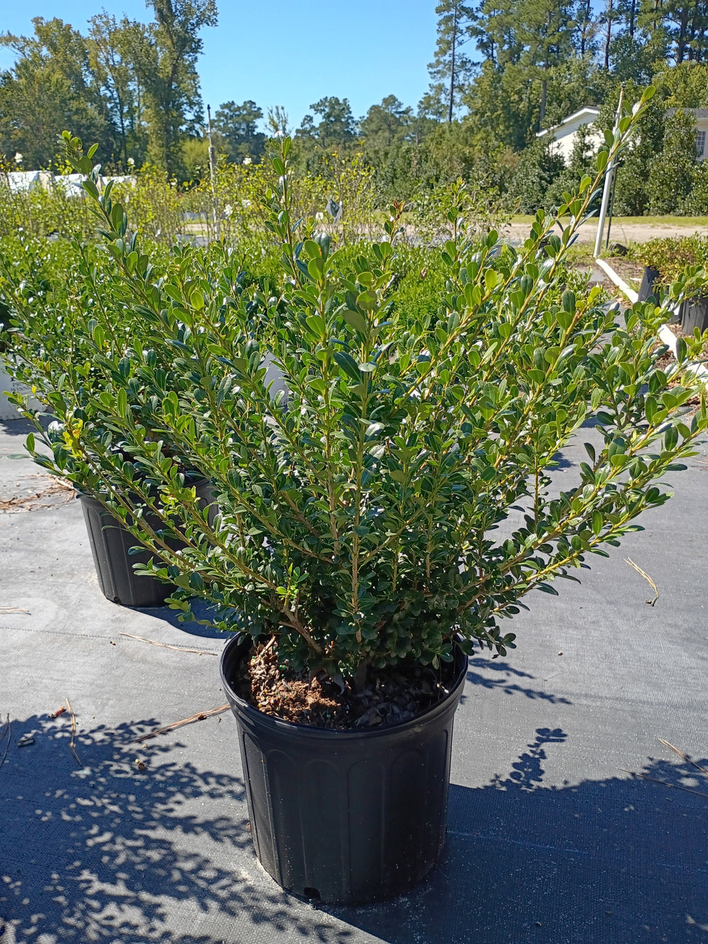7 Gallon Boxwood Wintergreen