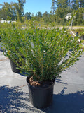 7 Gallon Boxwood Wintergreen