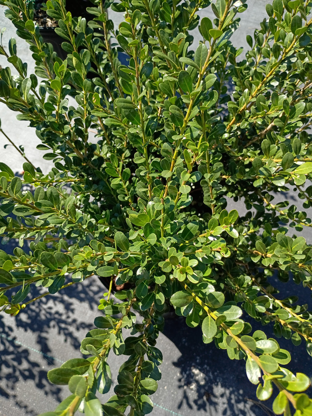 7 Gallon Boxwood Wintergreen