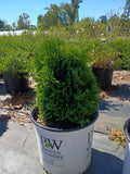 3G TATER TOT® ARBORVITAE