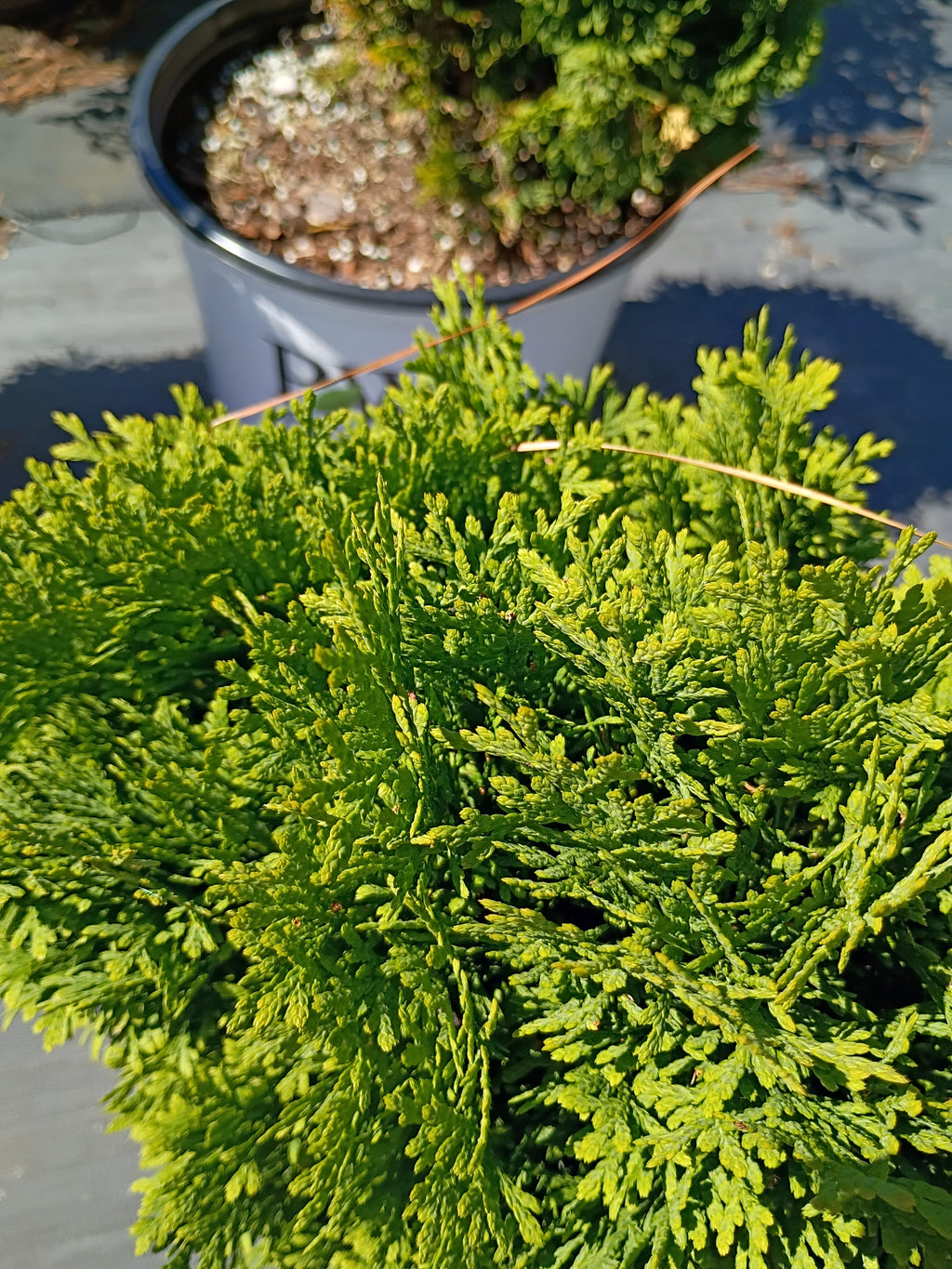 3G TATER TOT® ARBORVITAE