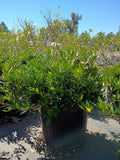 3g Gardenia Radicans
