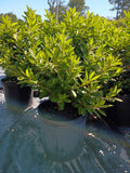 3 GALLON AZALEA - GEORGE TABER