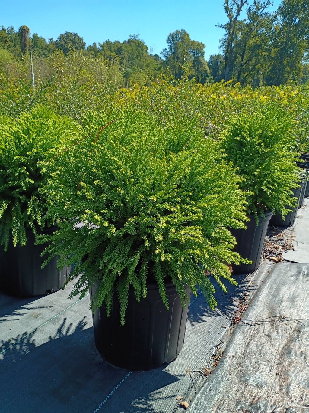 3 GALLON CRYPTOMERIA - GLOBOSA NANA