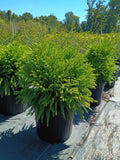 3 GALLON CRYPTOMERIA - GLOBOSA NANA