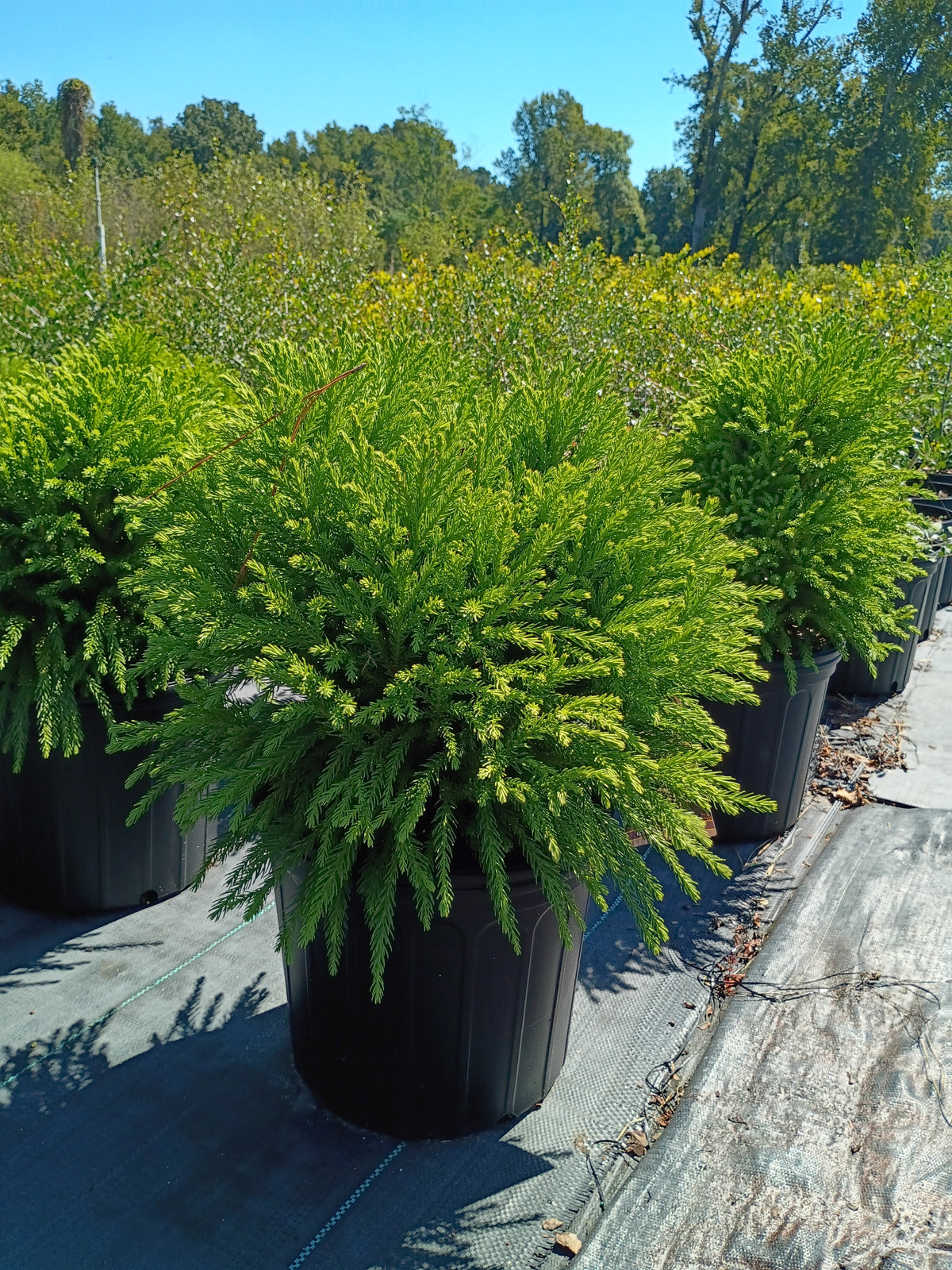 3 GALLON CRYPTOMERIA - GLOBOSA NANA