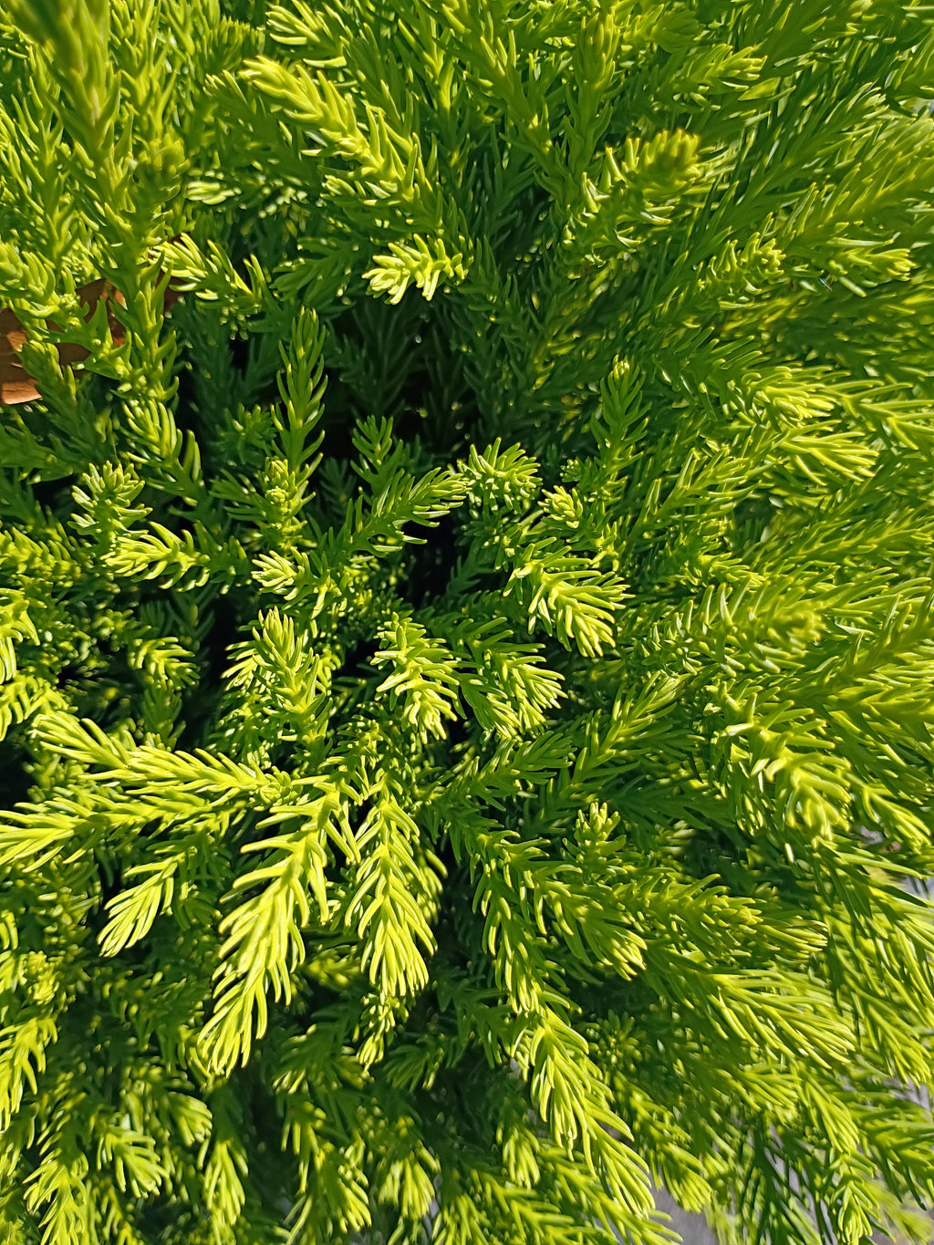 3 GALLON CRYPTOMERIA - GLOBOSA NANA