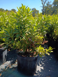 3 GALLON AZALEA - G.G. GERBING