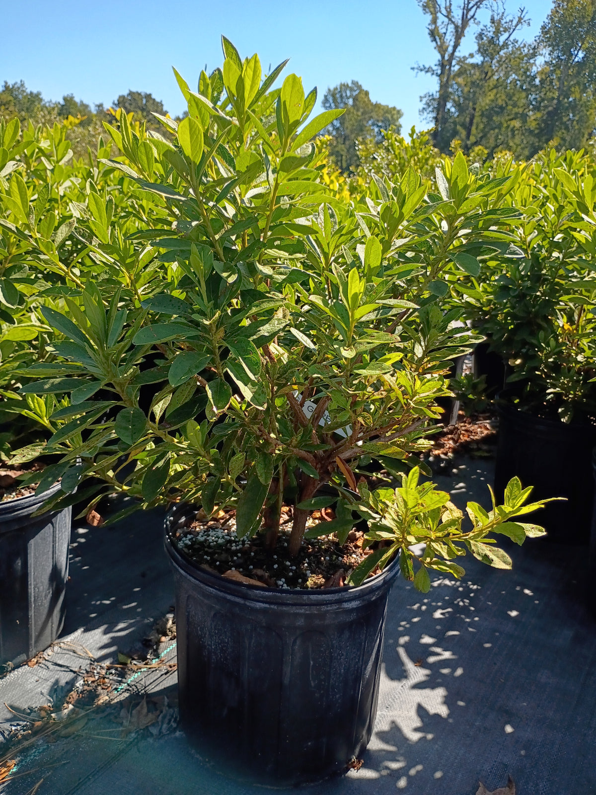 3 GALLON AZALEA - G.G. GERBING