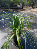 1 GALLON GRASS - LIRIOPE EMERALD GODDESS