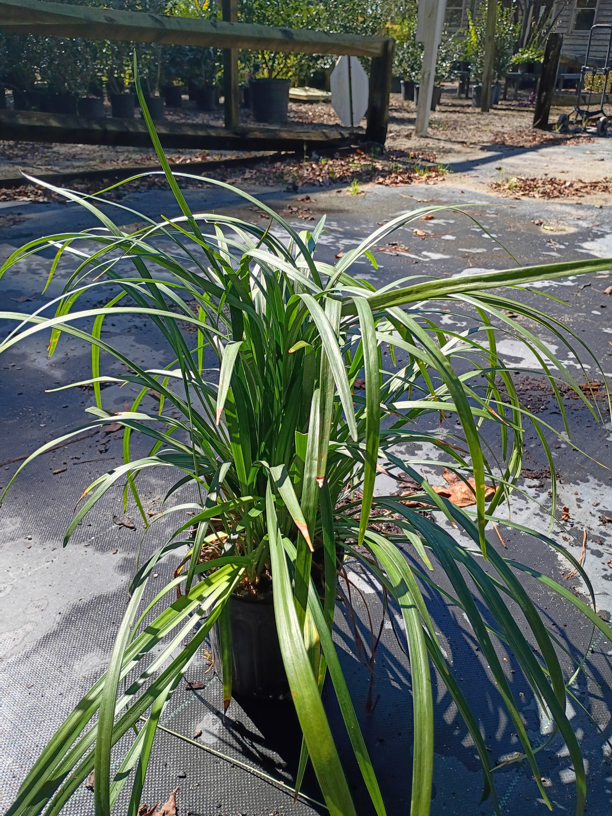 1 GALLON GRASS - LIRIOPE EMERALD GODDESS