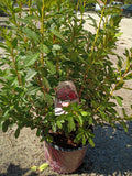 3 GALLON AZALEA - ENCORE AUTUMN SANGRIA