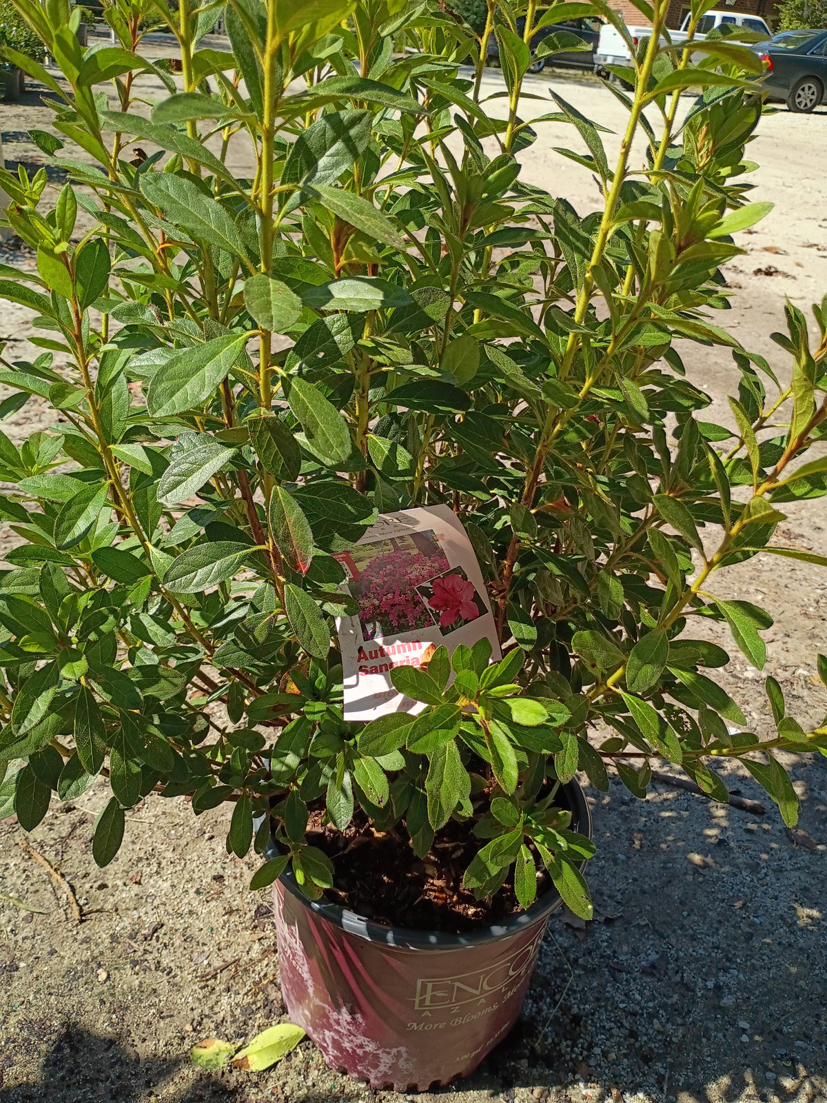 3 GALLON AZALEA - ENCORE AUTUMN SANGRIA