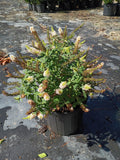 3G Buddleia Dapper White
