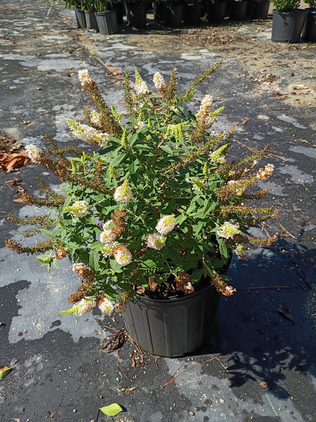 3G Buddleia Dapper White