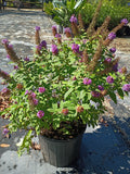 3G Buddleia Dapper Lavender