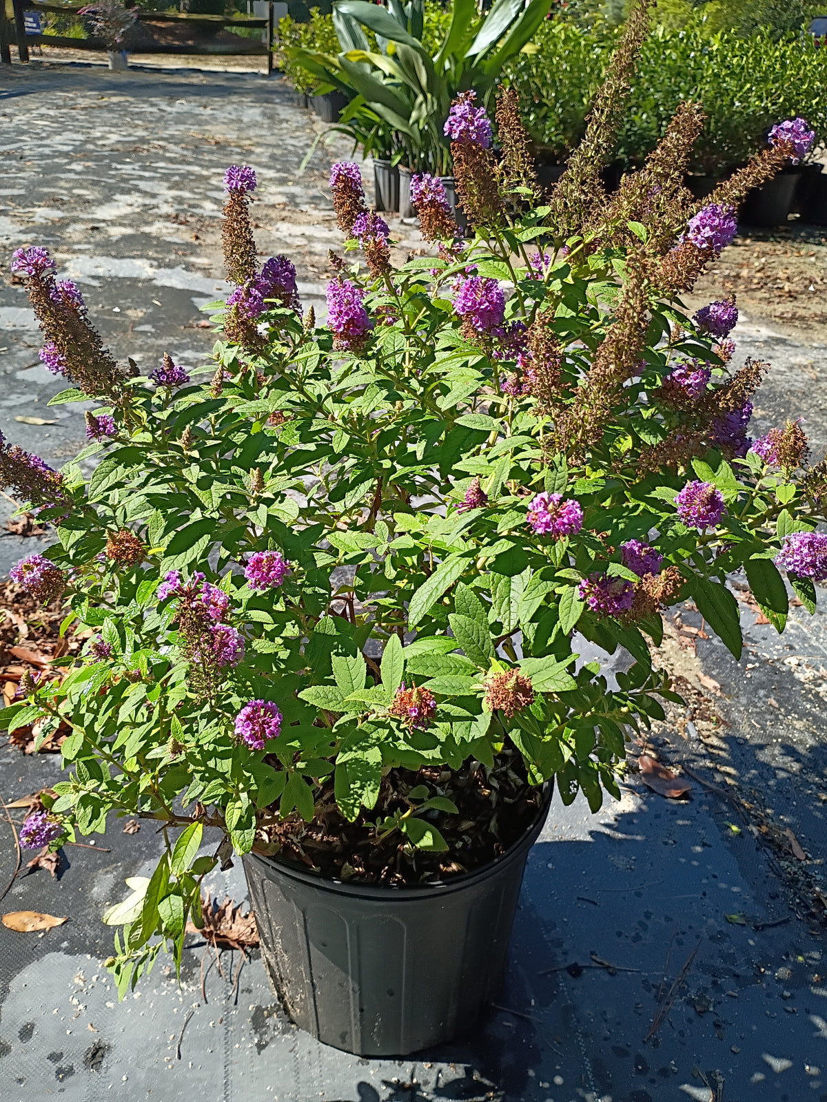 3G Buddleia Dapper Lavender
