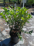 3 GALLON LIGUSTRUM - KINDLY