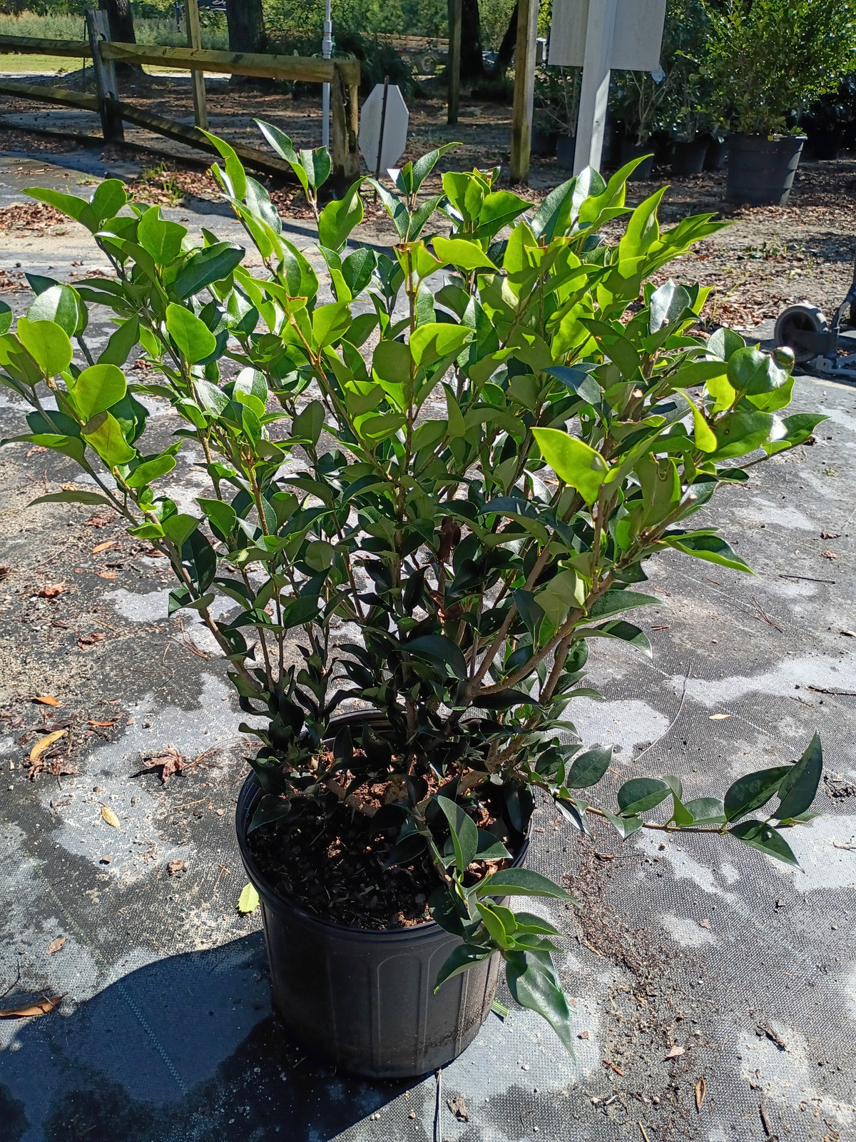 3 GALLON LIGUSTRUM - WAXLEAF