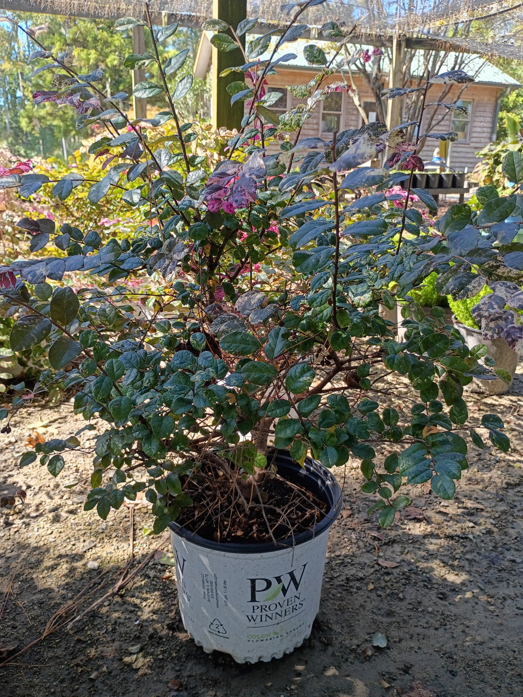 3 GALLON LOROPETALUM - JAZZ HANDS VARIEGATED